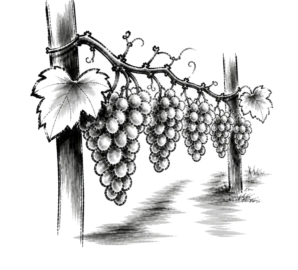 Brush-line drawing of grape bunches on a vineyard row